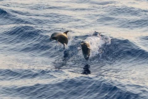 Two wild bootlenose dolphins jumping in the sea surface Stock Photos