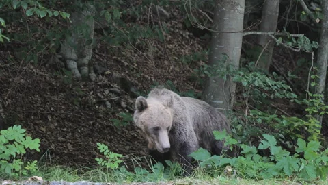 Two wild brown bear cubs along the Transfagarasan Road in Romania 스톡 동영상 343881839