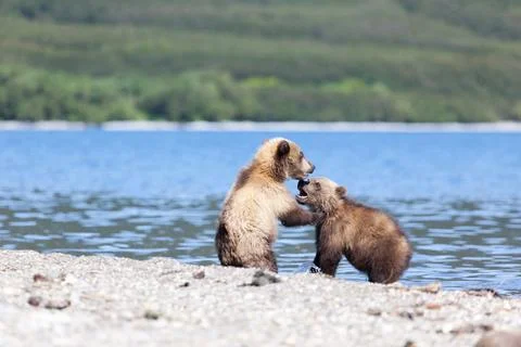 Two wild brown bear cubs play by the lake Stock Photos