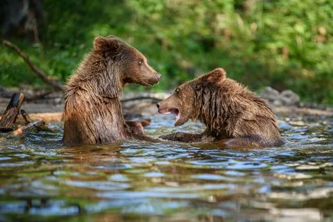 Two Wild Brown Bear play or fight  on pond in the summer forest. Animal in .. Foto stock