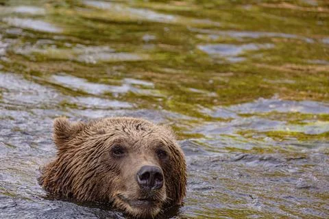 Two Wild brown bear ,ursus arctos playing and sweeming Stock-Fotos