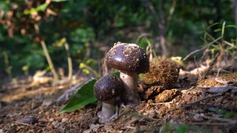 Two Wild Brown Mushrooms Growing From Forest Floor Soil In Natural Shade Stock Footage 342116981