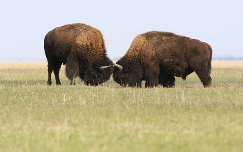 Two wild buffalos fights Stock Photos
