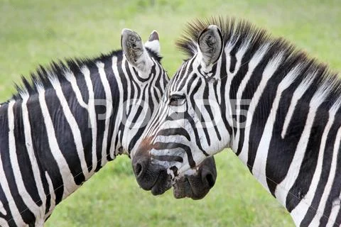 Two WILD Burchell's Zebra standing face to face in Kenya, Africa. Stock Photos