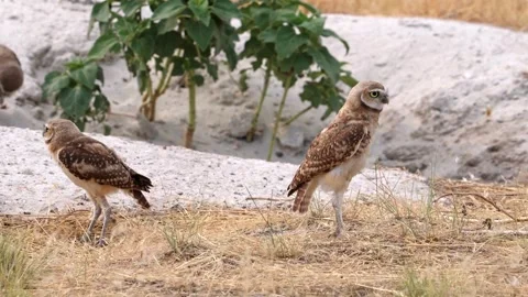 Two wild burrowing owls standing together in their natural habitat Stock-Footage 332554248