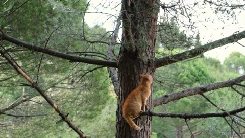 Two wild cats are playing chase in the forest. stray cats climbing trees. Vídeo Stock 155890361