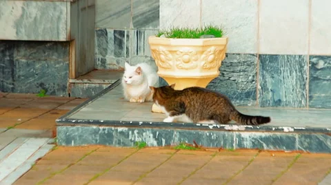 Two wild cats bypass each other's side avoiding a possible conflict Stock Footage 61073902