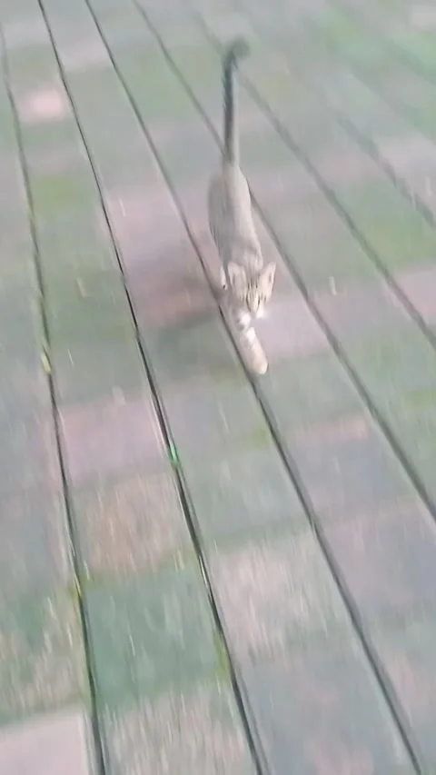 Two wild cats Video stock 242770999