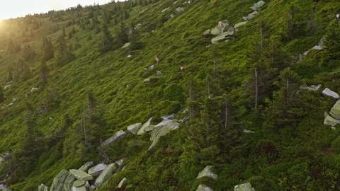 Two wild chamois running along the ridge of the mountains in sunrise Stock Footage 141530628