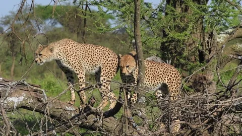 Two Wild Cheetahs Standing on a Fallen Tree Telephoto Lens 4k Shot Stock Footage 338257984