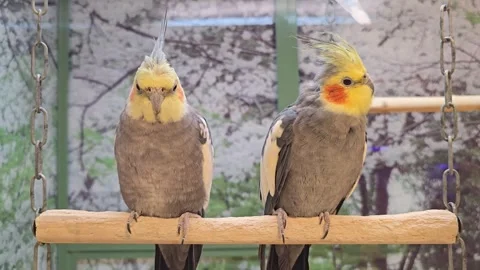 Two wild cockatiels in a cage  Stockbeeldmateriaal 337156421