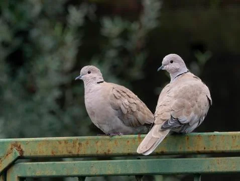 Two wild cute Eurasian collared dove  symbol of  strong relationships 库存照片