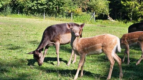 Two wild deer grazing peacefully on green grass in sunlight Stock Photos