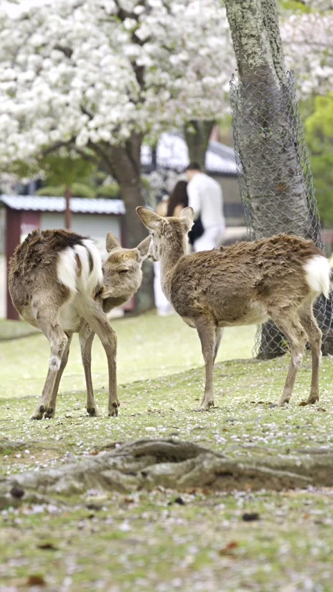 Two wild deer grooming each other under blooming cherry blossom trees in Na.. Stock Footage 339430166