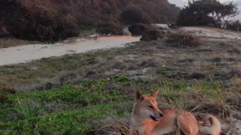 Two wild dingos playing and running in the beach to sunrise in Fraser Island Stock Footage 209914895
