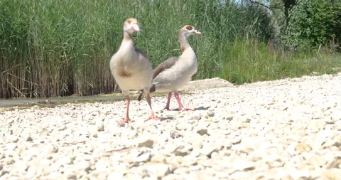 Two wild duck on pebble beach. two duck outside water Video stock 310624783