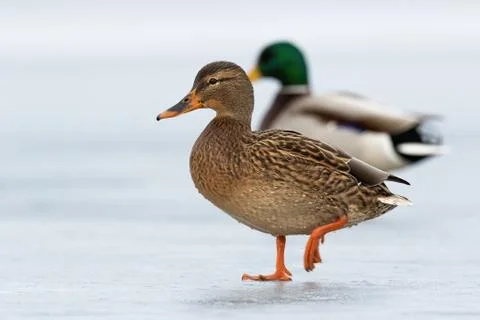 Two wild ducks approaching together on ice in wintertime. Stock Photos
