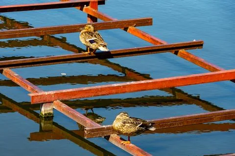 Two wild ducks are basking in the summer sun Stock Photos