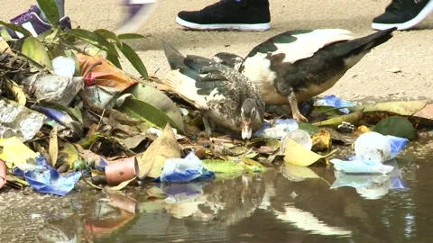 Two wild ducks are looking for food in a pile of garbage on the shore of a pond. Stock Footage 179865357