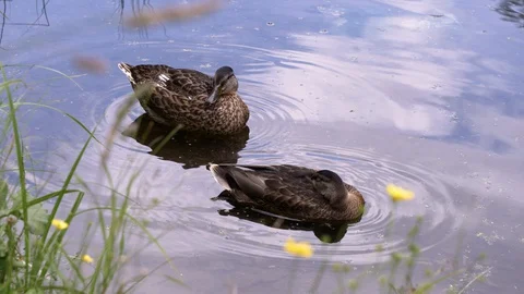 Two wild ducks are resting in the pond. Stock Footage 129522790