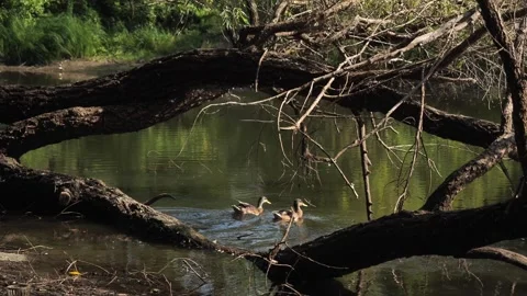 Two wild ducks are resting and basking in the sun Stock Footage 284623818