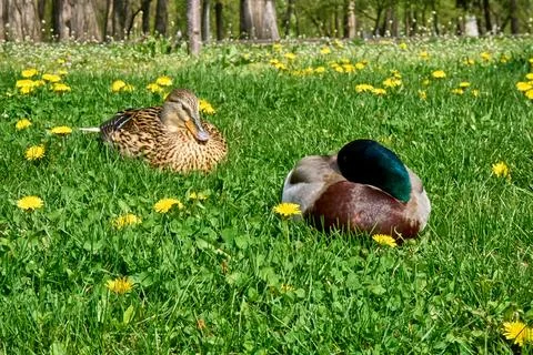 Two wild ducks are resting on green grass on a sunny day. Stock Photos