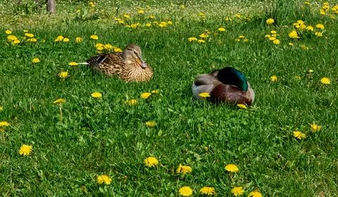Two wild ducks are resting on green grass on a sunny day. Foto stock