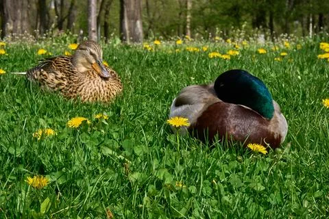 Two wild ducks are resting on green grass on a sunny day. Stock Photos