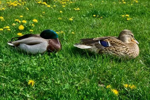 Two wild ducks are resting on green grass on a sunny day. Stock Photos