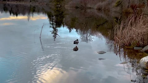 Two Wild Ducks are Swimming on the Lake. 4K. Slow Motion. Stock Footage 145113010
