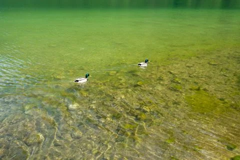 Two wild ducks are swimming in the lake. The water of the lake is crystal clear. Stock Photos