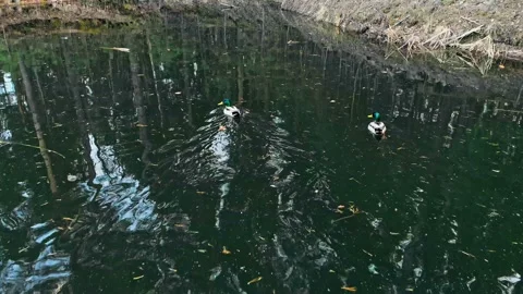 Two wild ducks with a beautiful multi-colored color swim in the pond, conifers Stock Footage 154873382