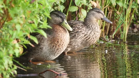 Two Wild Ducks Clean Their Feathers on the Edge of a Pond Water Stock Footage 245284800