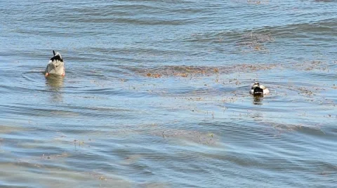 Two wild ducks dip into water to look for food Stock Footage 54706529
