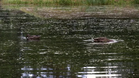 Two wild ducks dive into the pond. Dive into the water for food Stock Footage 129522756