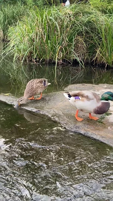 Two Wild Ducks Drinking from River, Vertical Video Stock Footage 317112120