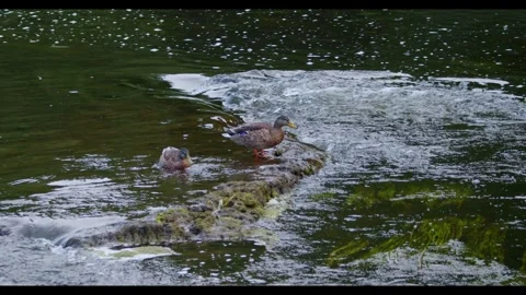 Two wild ducks feeds at weir 스톡 동영상 314714529