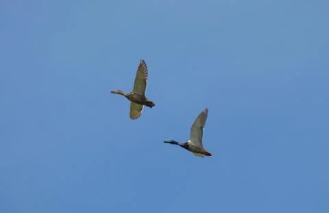 Two Wild ducks in flight Stock Photos