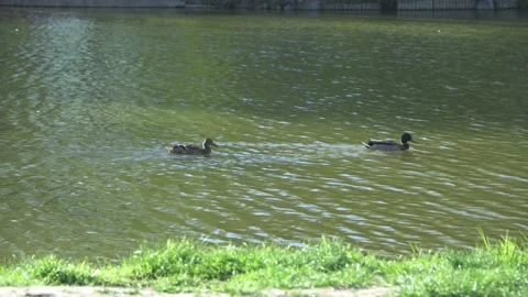 Two wild ducks floating down a calm river on a clear sunny day. Video stock 192750119