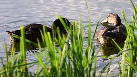Two Wild Ducks Foraging on Calm Water During Sunset Near Regensburg 스톡 동영상 328640419
