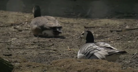 Two Wild Ducks Have a Rest After a Long Flight Stock Footage 61907044