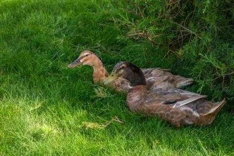 Two wild ducks hide from the heat in the shade under a bush on the lawn. Couple Stock Photos