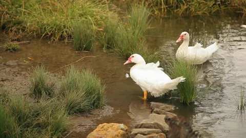 Two wild ducks in the lake, cloudy weather 库存影片 97100969