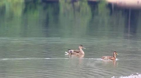 Two wild ducks on the mountian lake Stock Footage 12301765