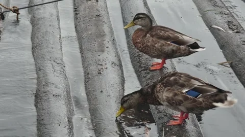 Two wild ducks resting on floating logs Vídeo Stock 255017353