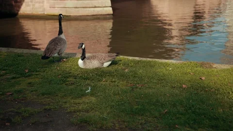 Two wild ducks on the river Bank. One sits, the other stands on the grass. 库存影片 121148075
