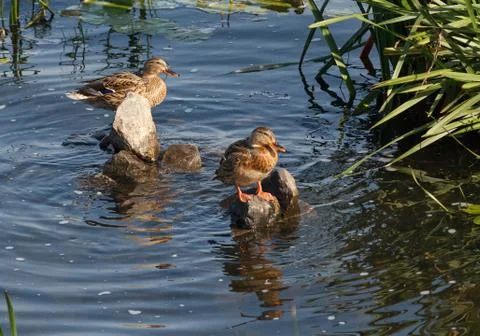 Two wild ducks sitting on rocks in the pond Stock Photos