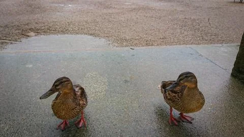 Two wild ducks standing on stone floor Stock Photos