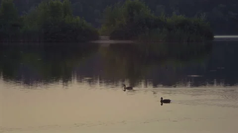 Two Wild Ducks Swim along the River Canal on Rasveta Stock Footage 159298751