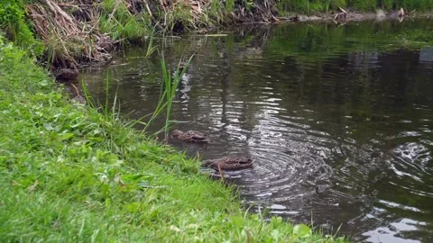 Two wild ducks swim calmly on the dark water of a natural pond, surrounded .. Stock Footage 321918216